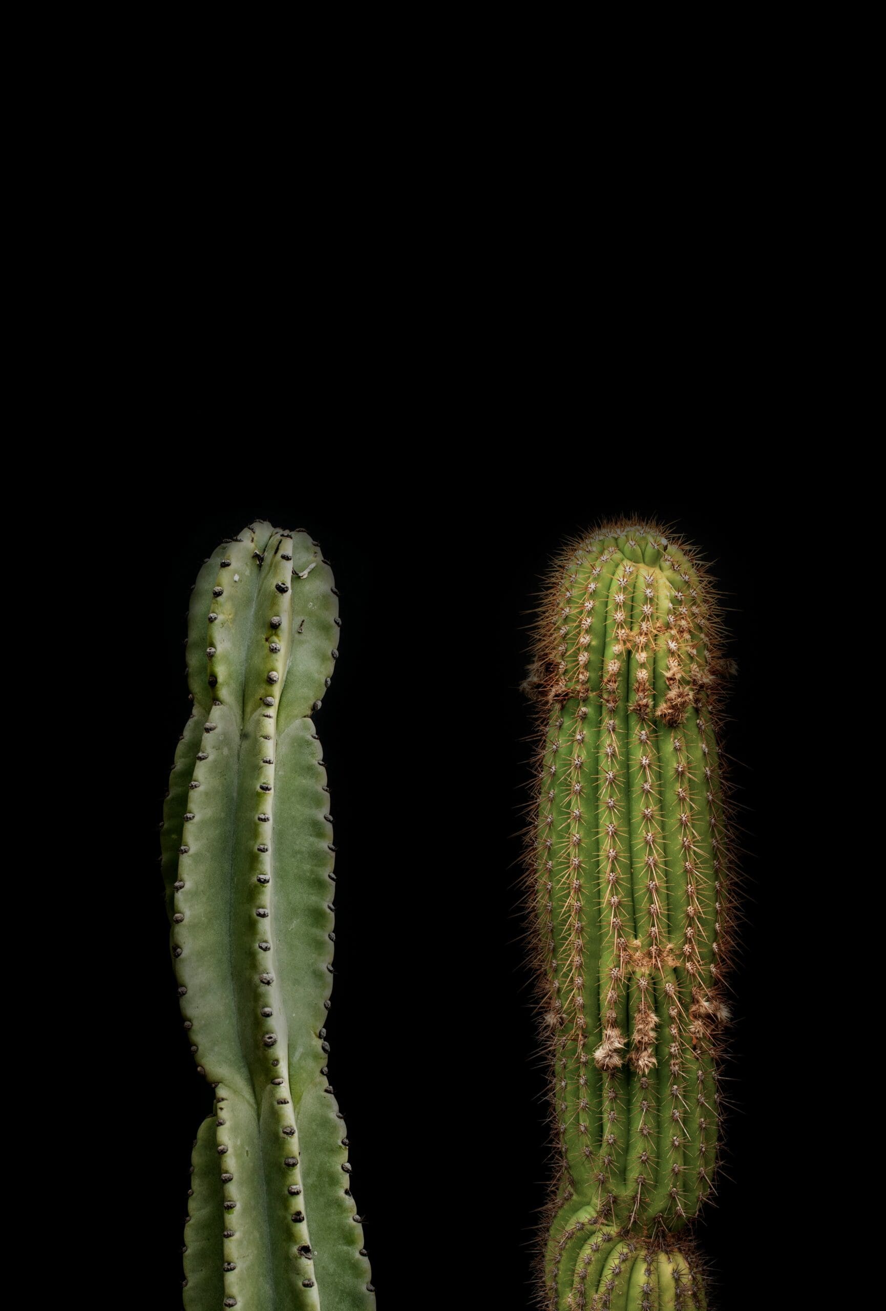 The unique shapes and growth patterns of these cacti can symbolize transformation and progress, inspiring creative ways to visually showcase before & after photos with elegance and impact. #beforeafterphotos #visualstorytelling #growth
